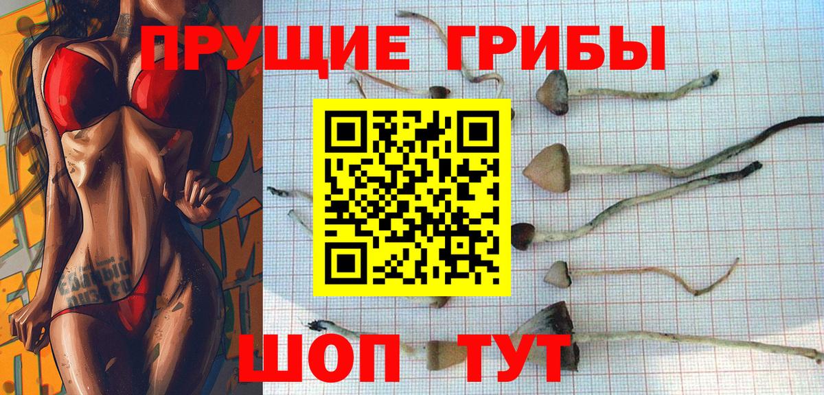 Михайловка  Галлюциногенные грибы Psilocybine cubensis  Вход с VPN 