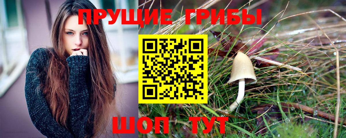 Галлюциногенные грибы Psilocybe Михайловка